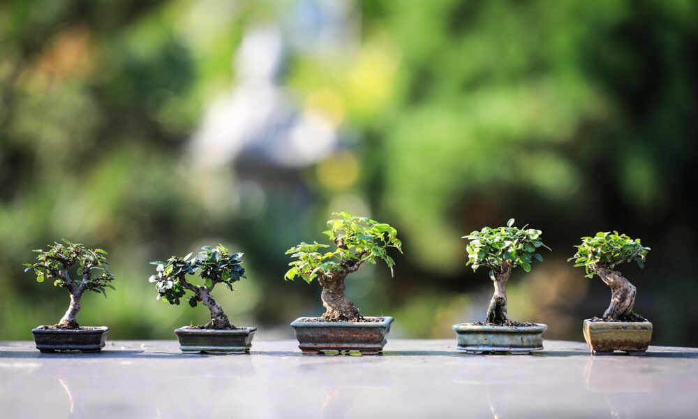 Budget-Friendly Zen Garden